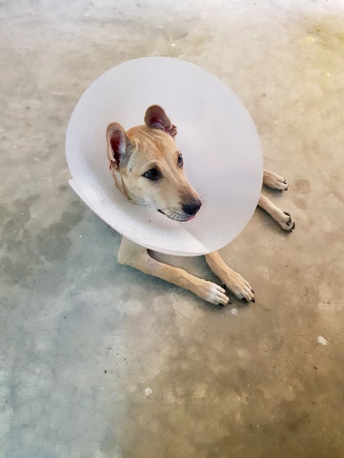 Dogs Wear Head Covers To Prevent Licking the Wound. Stock Photo - Image of  funnel, injury: 184790094