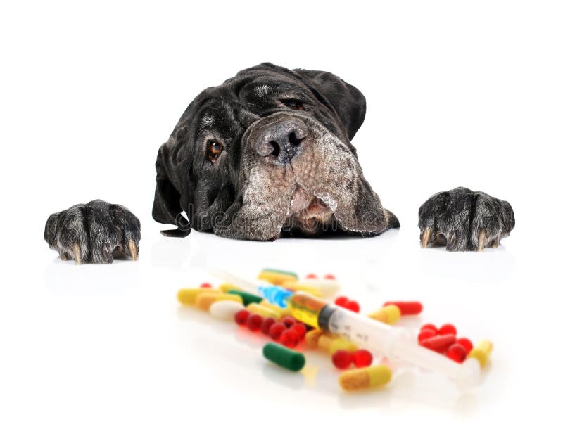 Dog and pills.