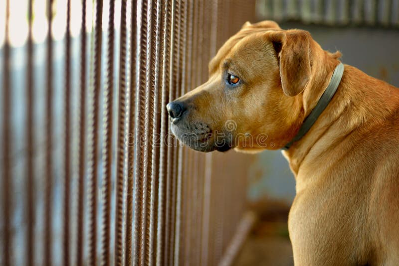 The Dog Pitbull is Waiting in the Shelter in the Pen Behind Bars Stock  Photo - Image of homeless, cute: 189999590