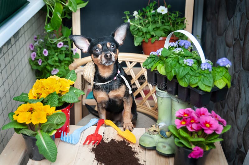 Dog plants flowers, a pet surrounded by flowers and garden tools, an image of a gardener, florist. The concept of spring stock photos Dog plants flowers, a pet surrounded by flowers and garden tools, an image of a gardener, florist. The concept of spring stock photos
