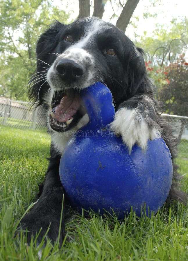 Dog Play with blue ball stock photo. Image of canine, play 5583650