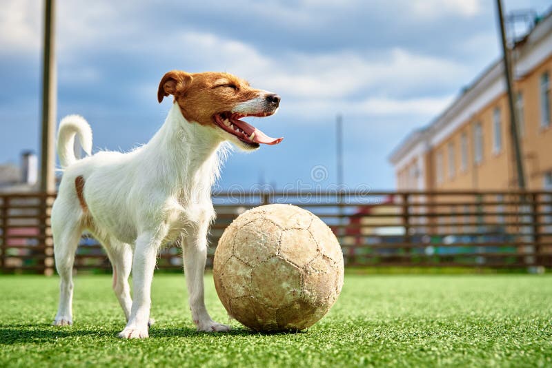 DOg Play Football on the Field Stock Image Image of game, amateur