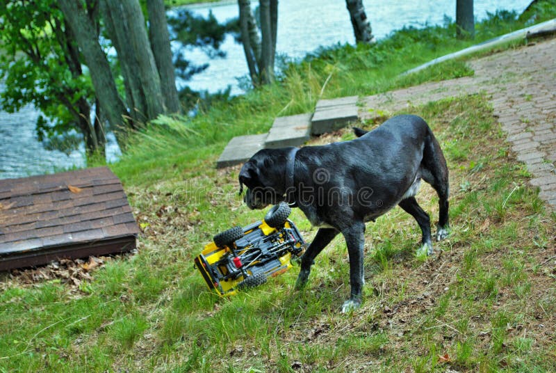 Dog Playing with Attacking and Biting a Remote Control Car Stock Image
