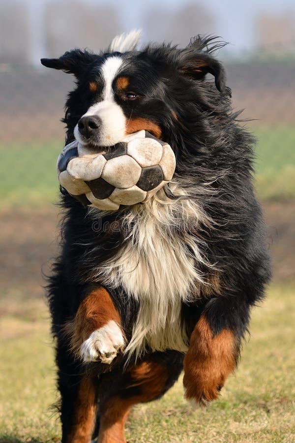 Dog playing with ball royalty free stock images Dog playing with ball royalty free stock images