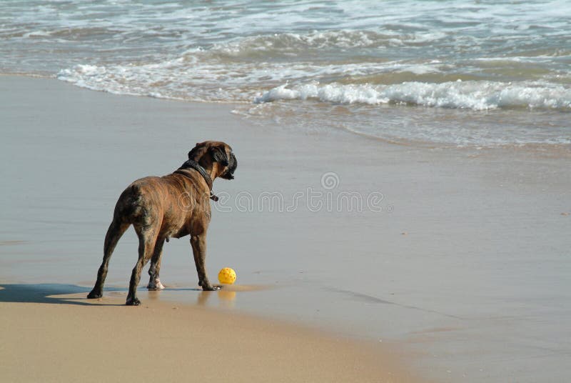 Dog playing the ball in beach