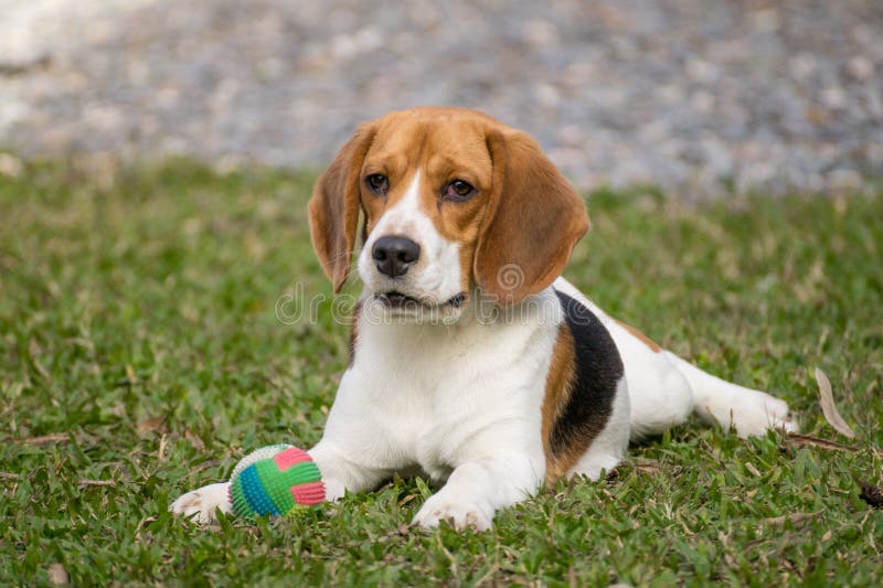 Cane felice a giocare con il pallone.