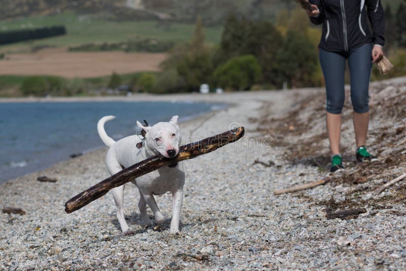 pica dogs sand pica dogs sand