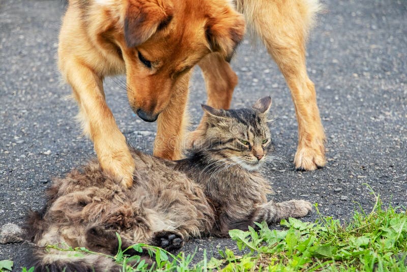 A Dog is Playing with a Cat in the Garden Stock Photo Image of mammal
