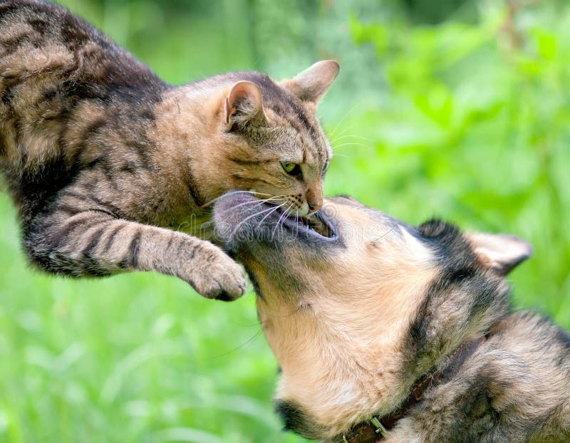 Dog playing with cat stock photo. Image of kiss, adult 32973392