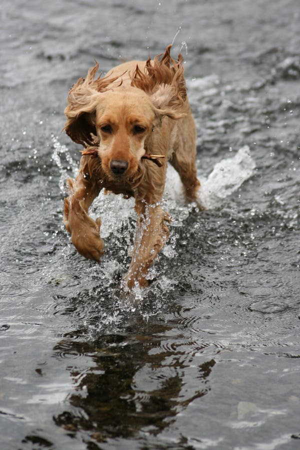 Dog playing fetch in lake