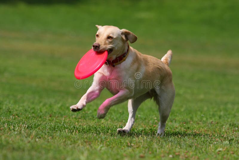 mini dog frisbee