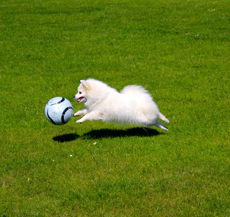 Download Ai Generated Dog Football Player Royalty-Free Stock Illustration  Image - Pixabay