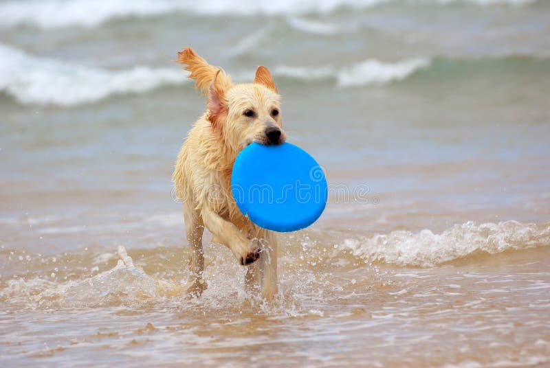 Una giovane e bella bagnata di razza Golden Retriever cane a giocare con un blu frisbee e in esecuzione in acqua.