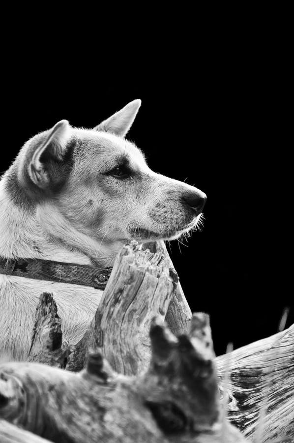 Dog playing on the grass. Abstract Black and white tone.