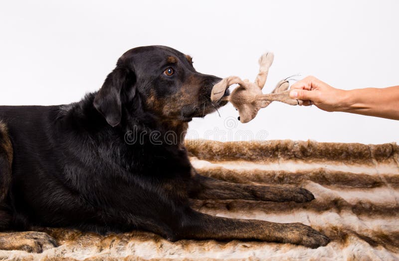 Dog playing