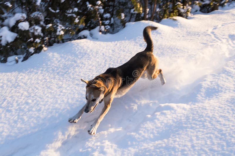 Jumping dog in the snow stock image. Image of sheepdog 24233729