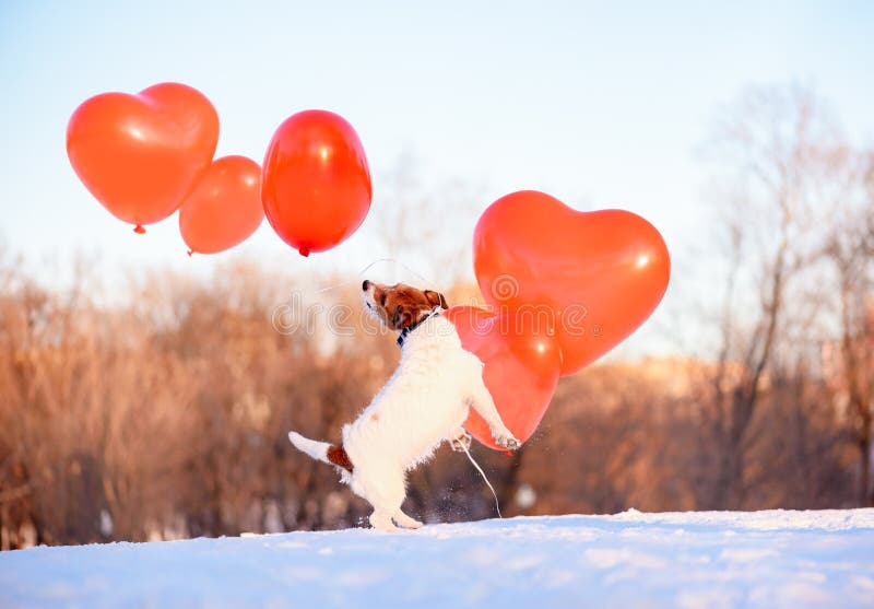 Dog playing with a lot of air balloons at nice February day as Valentine`s day holiday concept