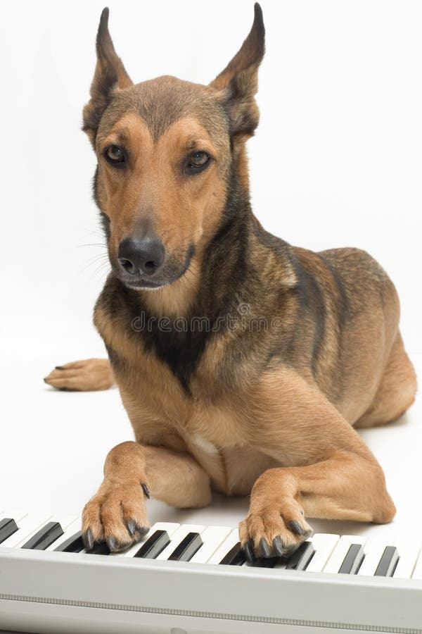 Dog playing music on keyboard