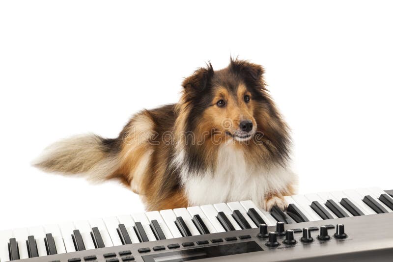132 Dog Playing Piano Stock Photos - Free & Royalty-Free Stock