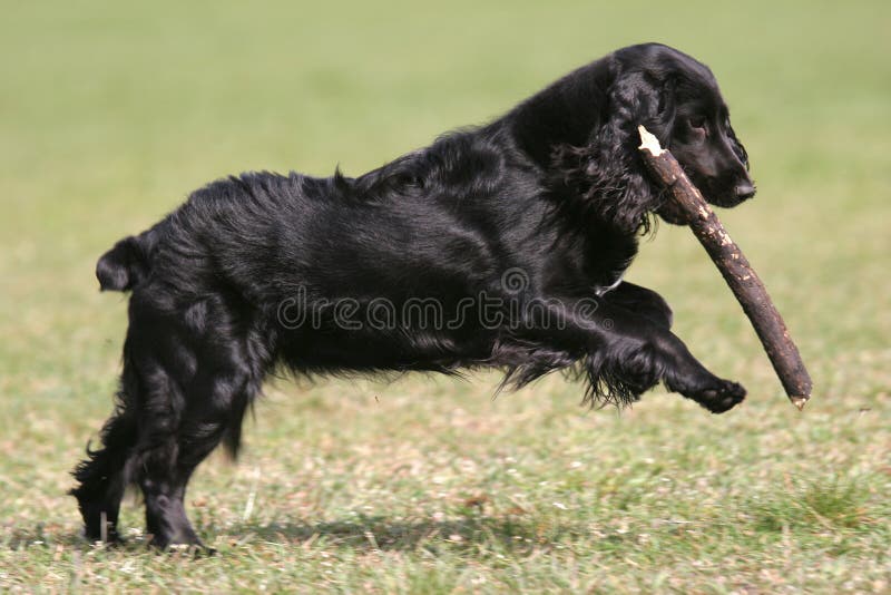 Dog is playing with stick