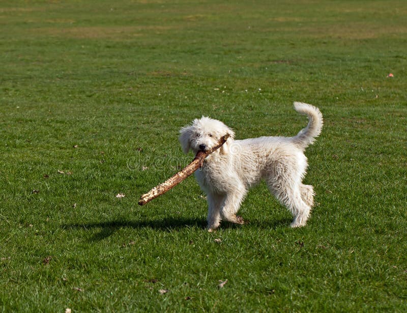 Dog Playing with Stick stock photo. Image of play, stick 23920550