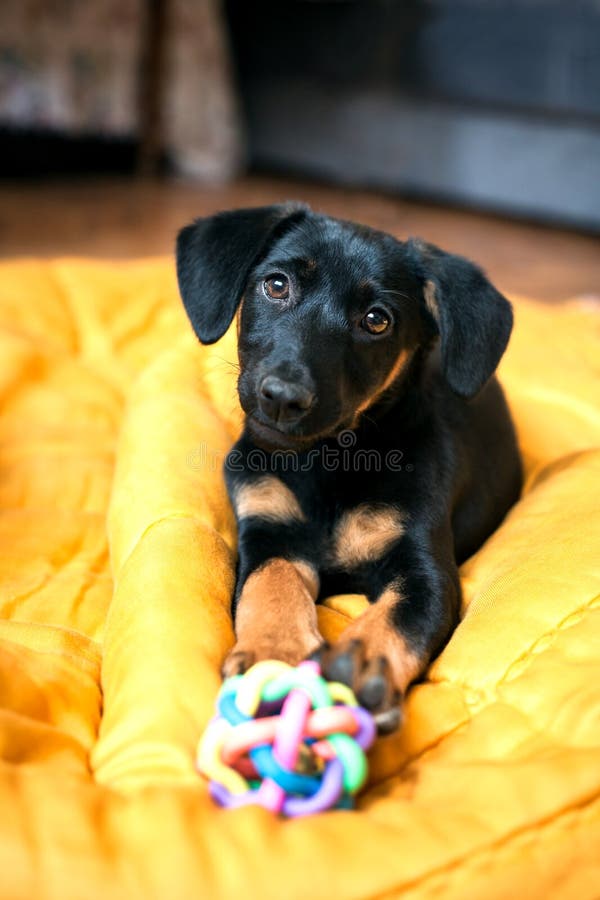 Dog playing with a toy