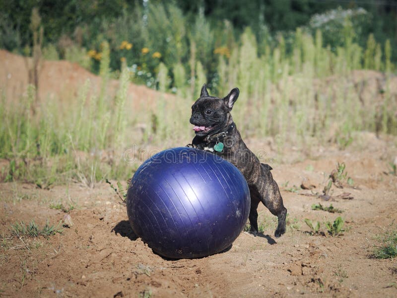 Dog Plays with a Huge Inflatable Ball Stock Photo Image of summer