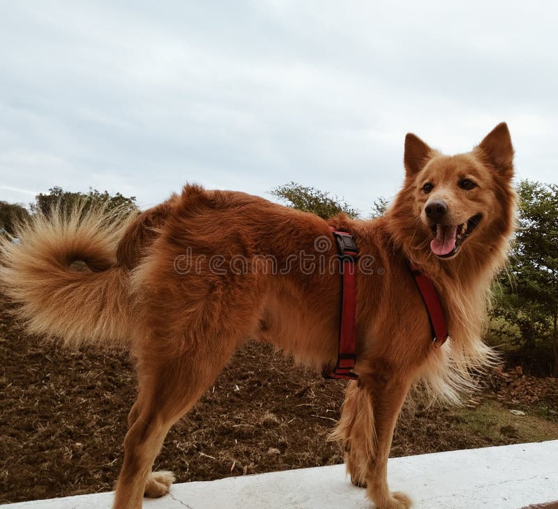 Dog Pomeranian German Shepherd Stock Image - of labrador, german: 171818195