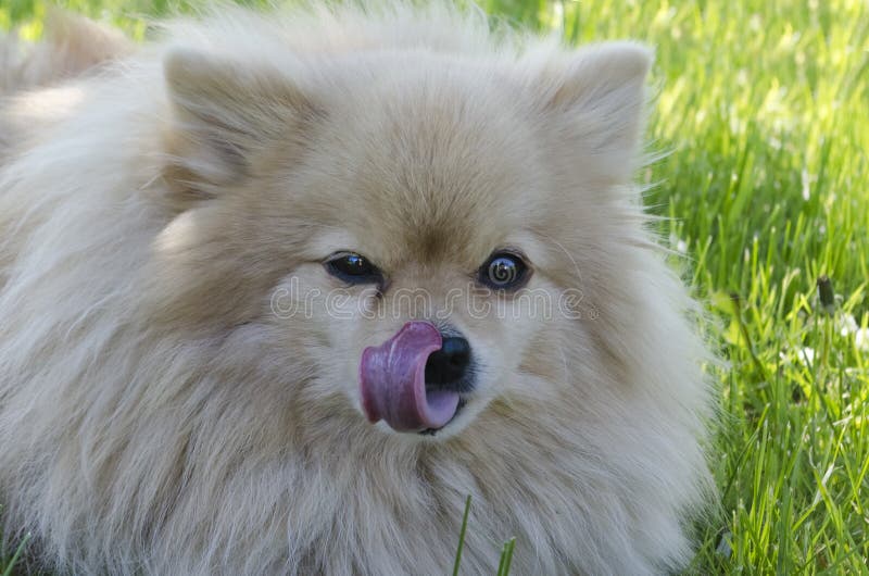5 443 Spitz Smile Photos Free Royalty Free Stock Photos From Dreamstime 5 443 Spitz Smile Photos Free Royalty Free Stock Photos From Dreamstime