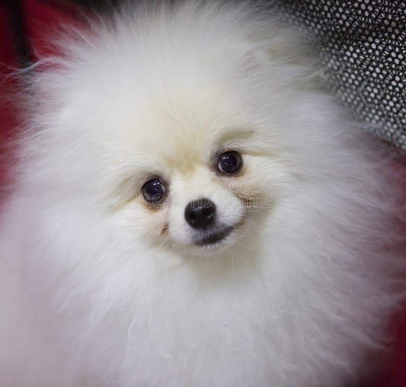 Dog Pomeranian white color stock image. Image of furry