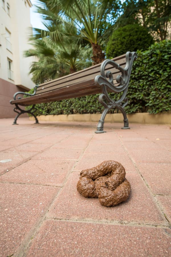 Dog poo stock image. Image of bench, unpleasant, feces 60085847