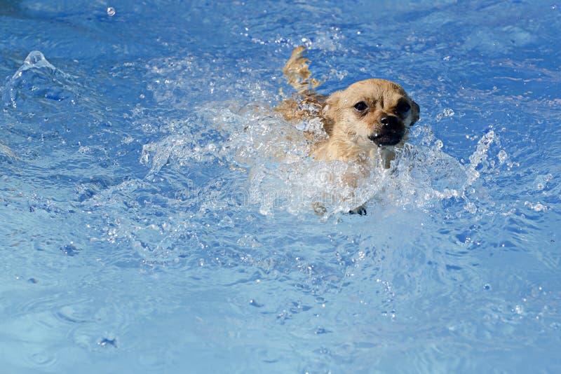 Dog in pool stock photo. Image of family, retrieving 28867910
