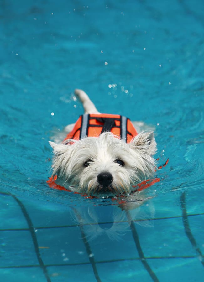 El perro nadar en piscina.