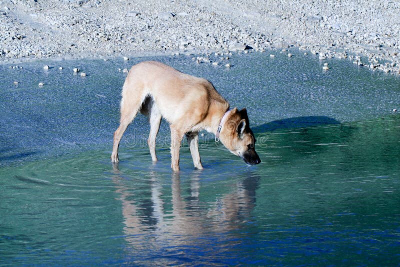 A dog in a pool of water at sunset stock images A dog in a pool of water at sunset stock images
