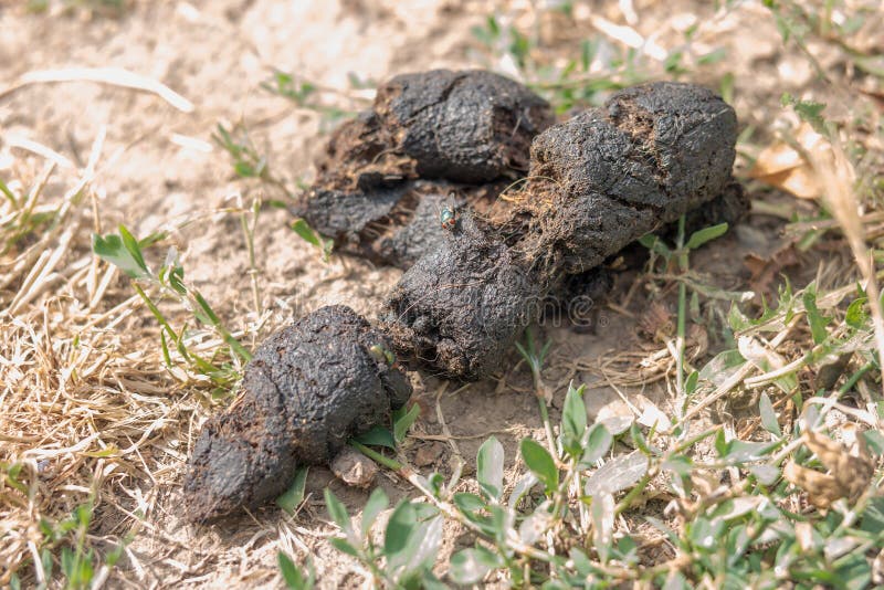 Poop Flies Stock Photos Free & RoyaltyFree Stock Photos from Dreamstime
