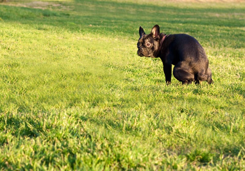 Dog pooping stock photo. Image of doggy, breed, mammal 22694900