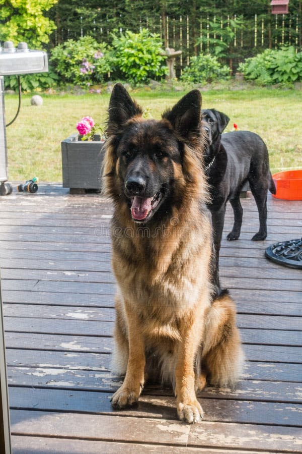 Dog on Porch stock photo. Image of friendly, porch, outdoors 94407018