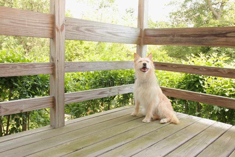 Dog is on the porch stock photo. Image of puppy, winndixie 33532476