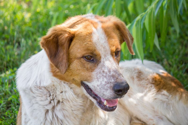 Dog portrait