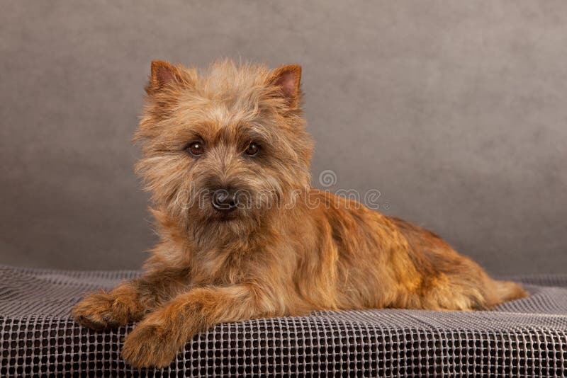 Dog portrait of cairn-terrier.