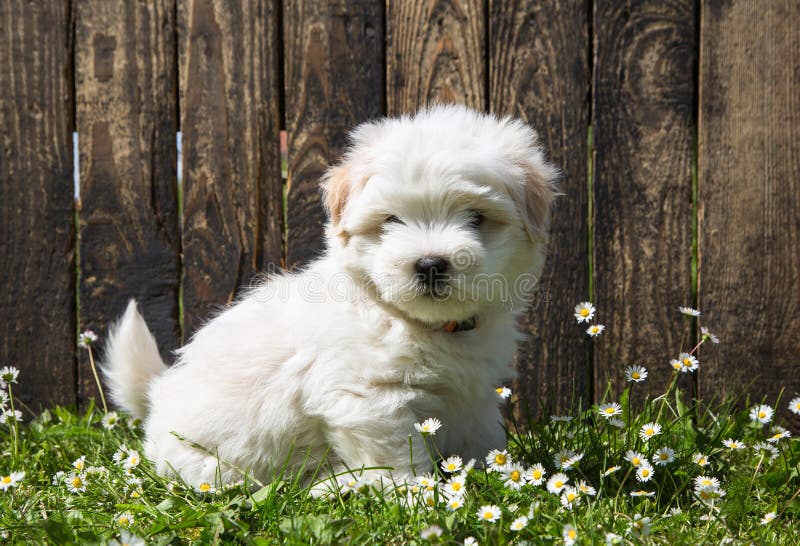 Dog portrait: Cute baby dog - puppy Coton de Tulear.