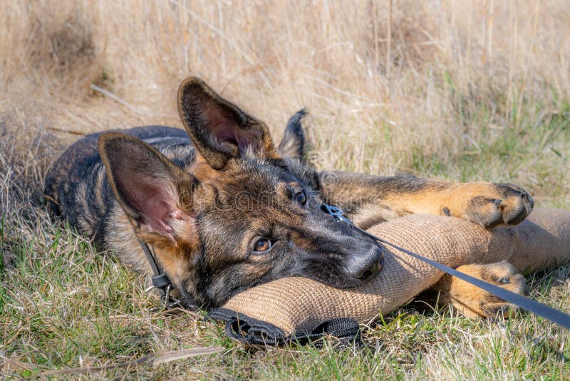 A dog portrait of a happy four months old German Shepherd puppy laying down playing with a tug toy