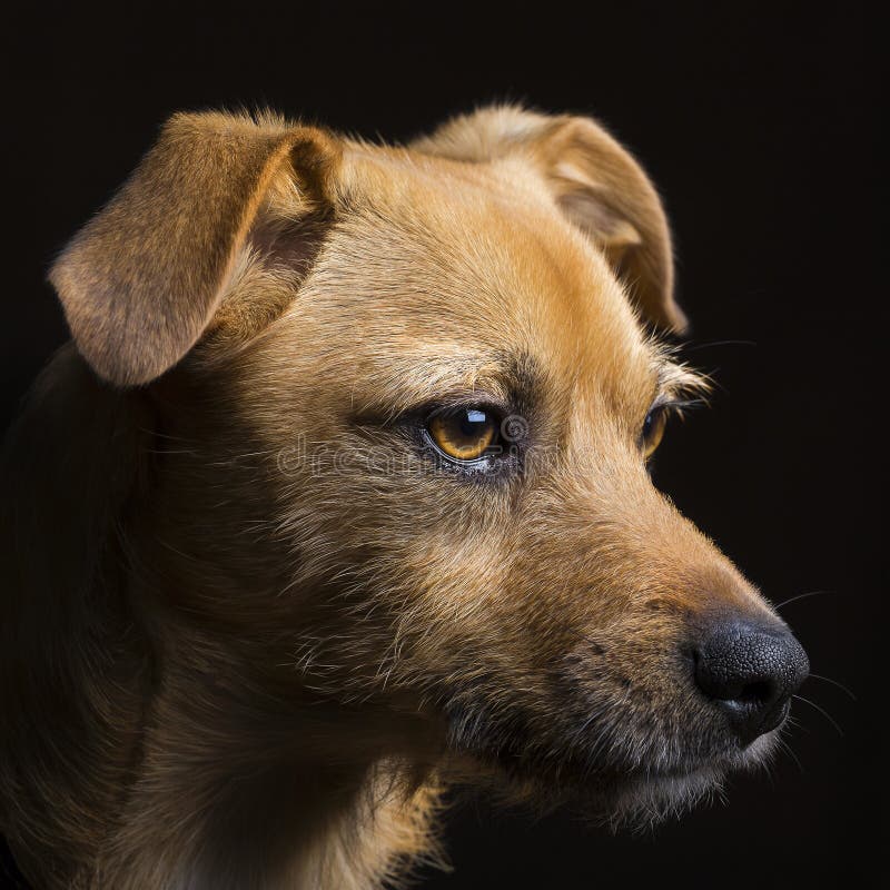 Dog portrait stock image. Image of cute, puppy, black 98185389