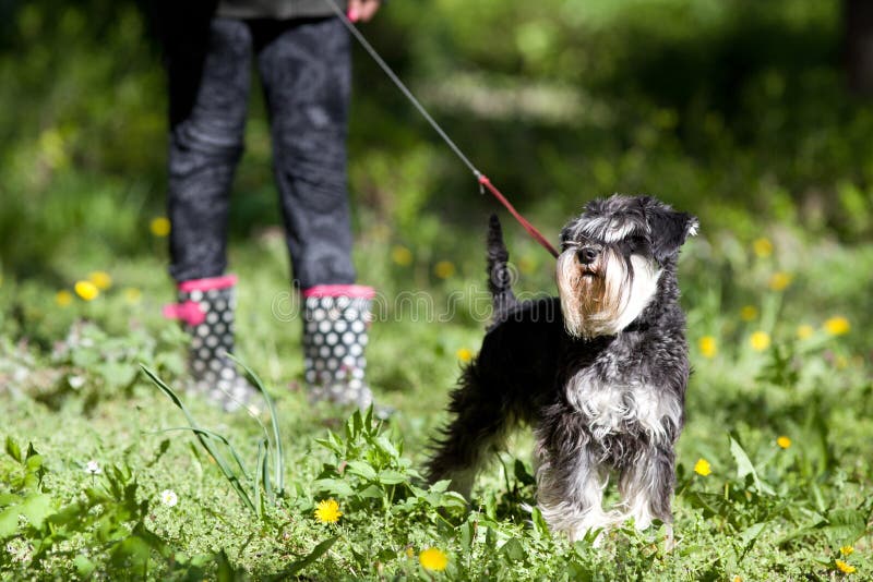 Dog posing on grass stock image Dog posing on grass stock image