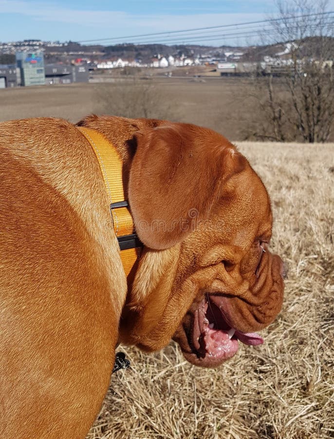 Vizsla Puppy Posing stock image. Image of grass, canine ...