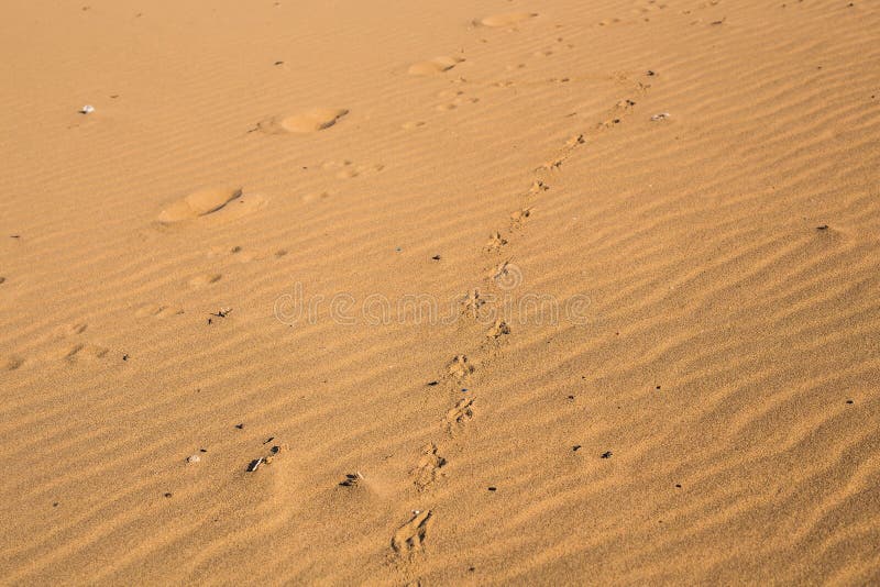 Dog print on sand stock image. Image of journey, footprint 89985423