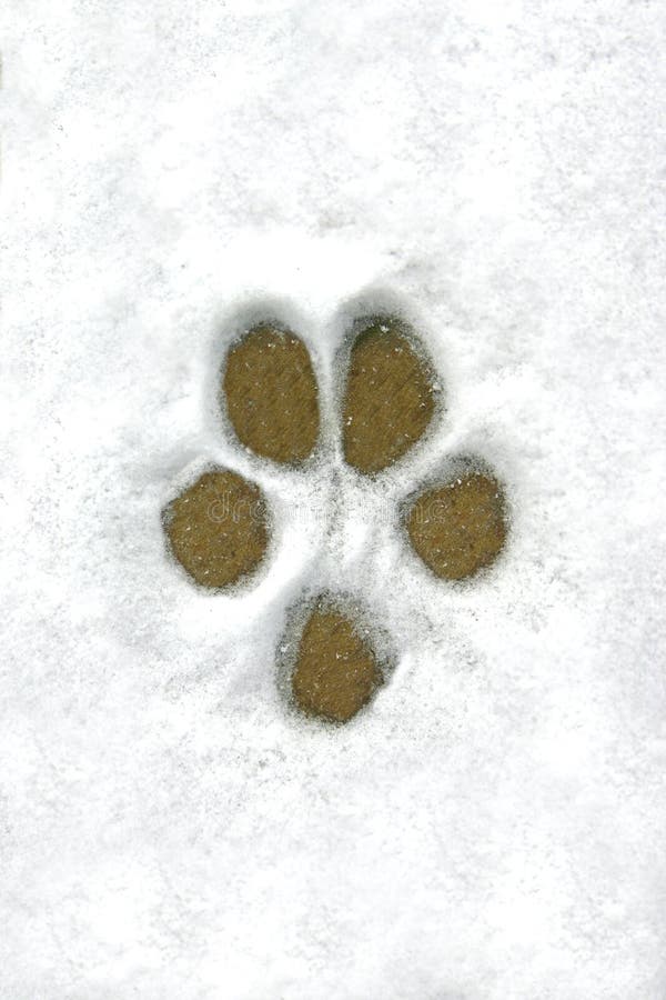 Dog Print in the Snow stock image. Image of canine, paws 1875063