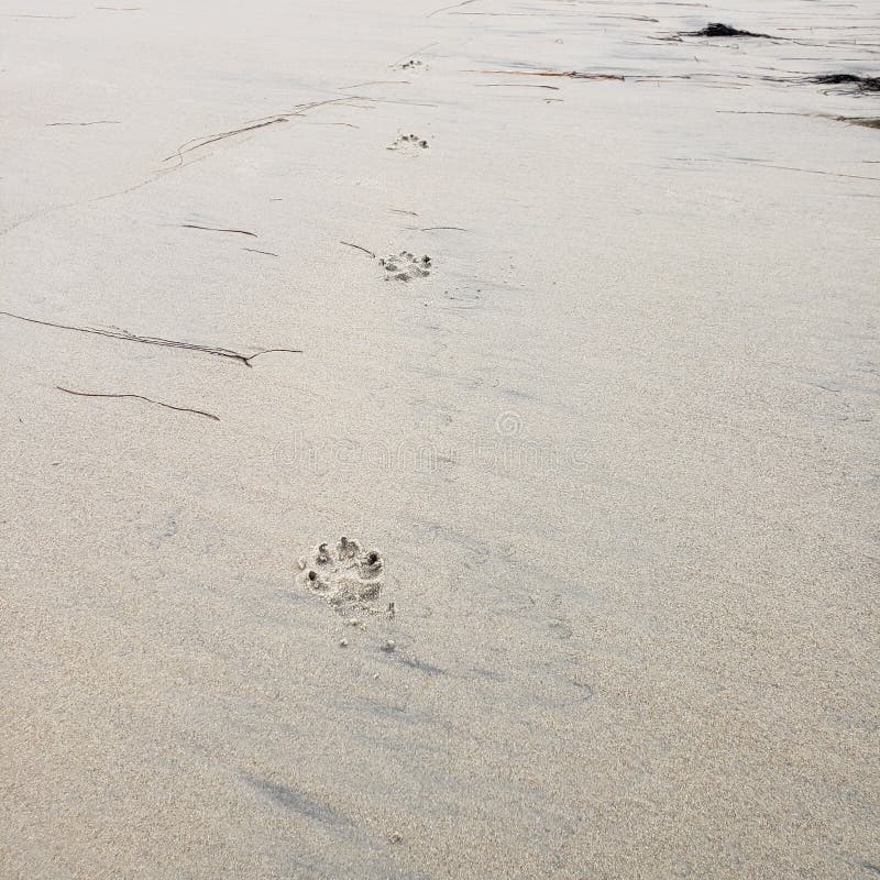 Dog Prints on a Wet Sand Beach Stock Photo - Image of walk, prints ...