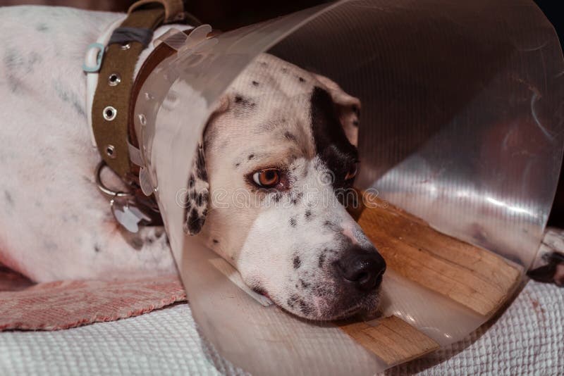Man With Medical Collar For Neck Injury Stock Image Image of