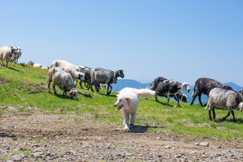 The dog protects sheep that graze on the slopes of Ukrainian Car royalty free stock photography The dog protects sheep that graze on the slopes of Ukrainian Car royalty free stock photography